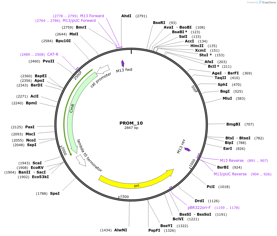 201301-plasmid-map-sequence-id-410981
