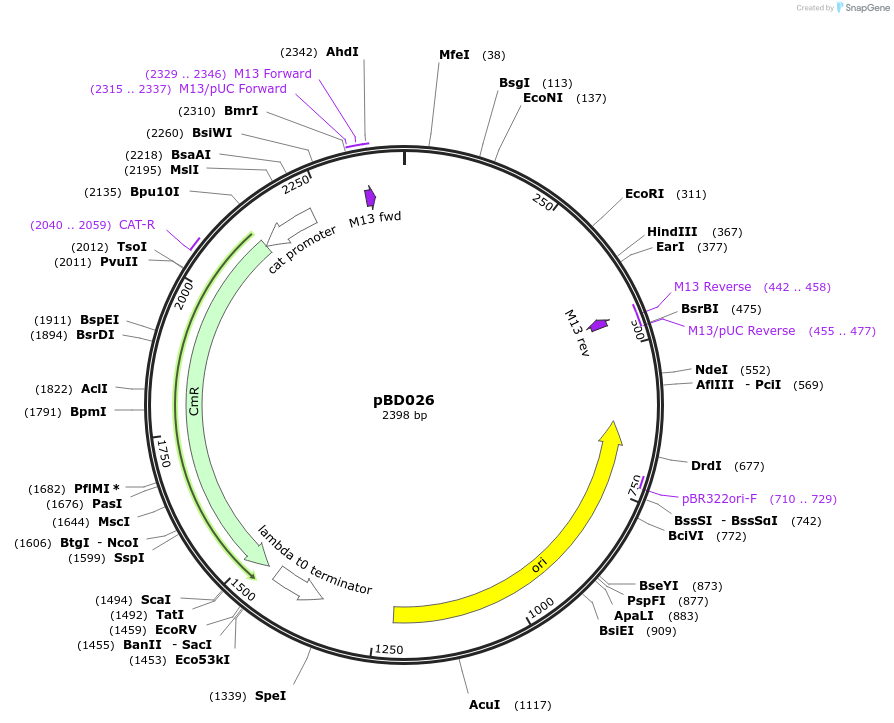 201309-plasmid-map-sequence-id-410982