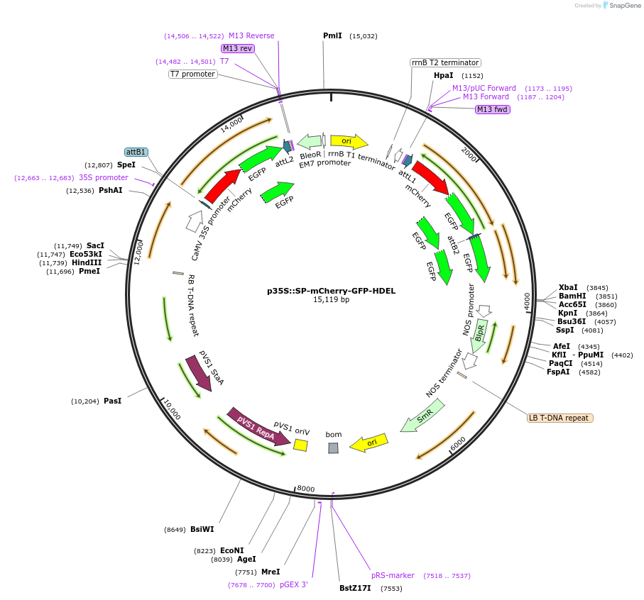 159097-plasmid-map-sequence-id-410984