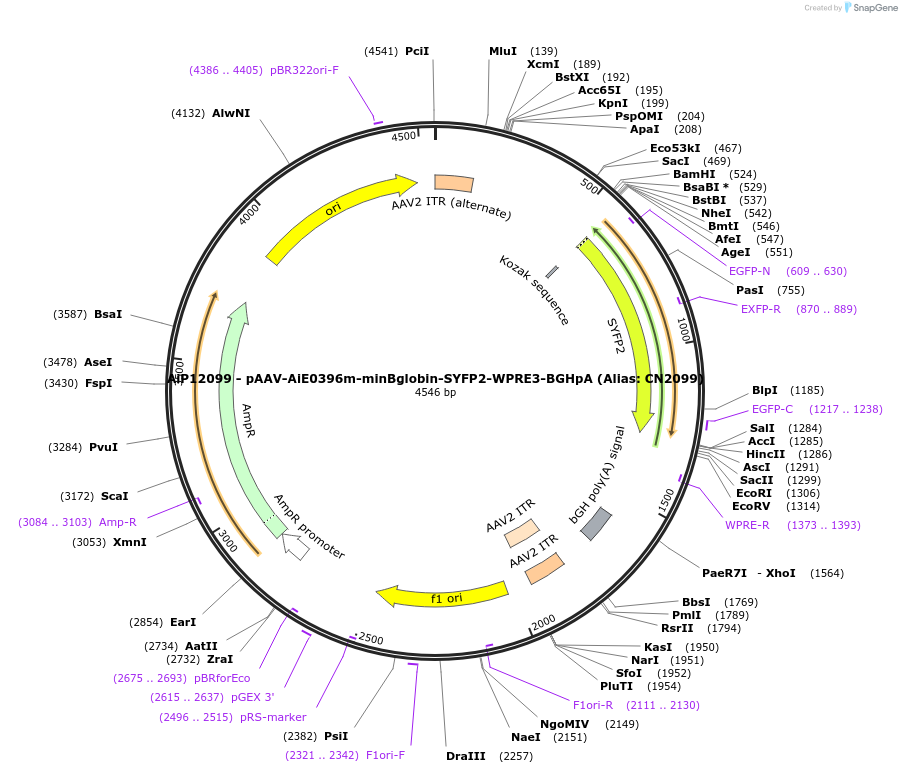 208149-plasmid-map-sequence-id-410991