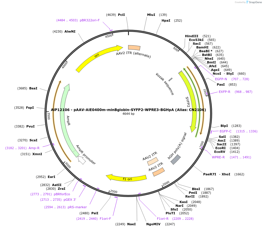 208152-plasmid-map-sequence-id-410994