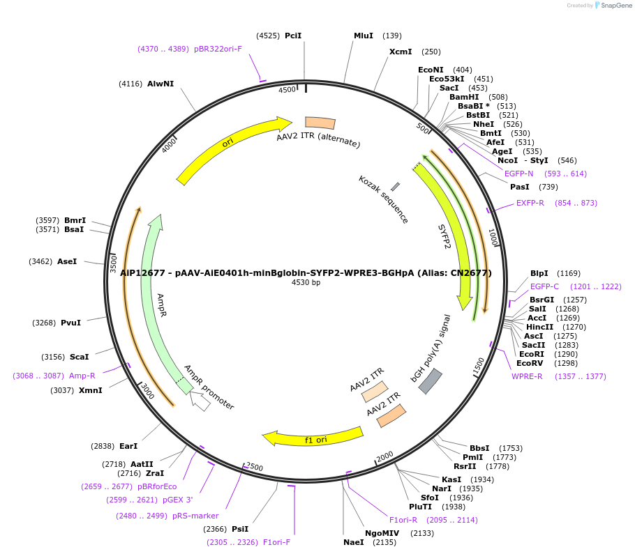 208153-plasmid-map-sequence-id-411004