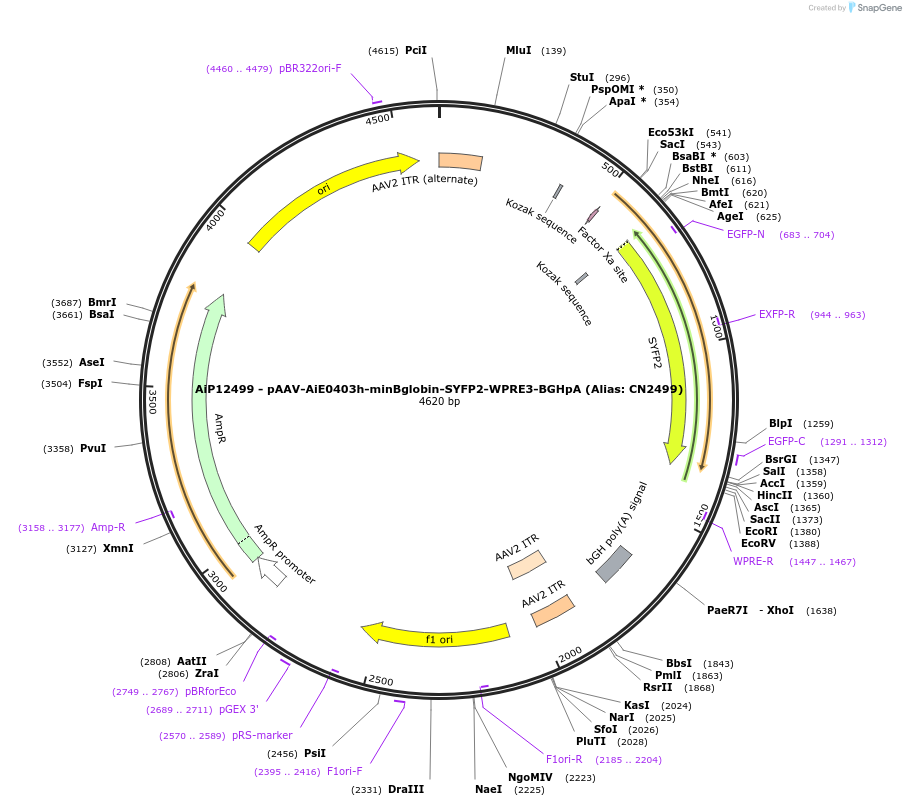 208154-plasmid-map-sequence-id-411007