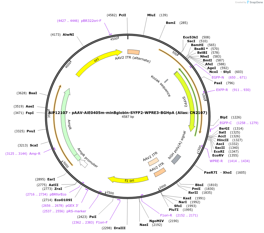 208155-plasmid-map-sequence-id-411011