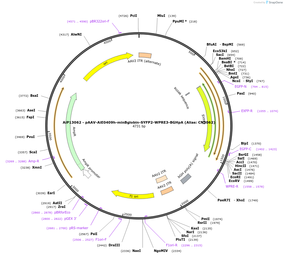 208156-plasmid-map-sequence-id-411020