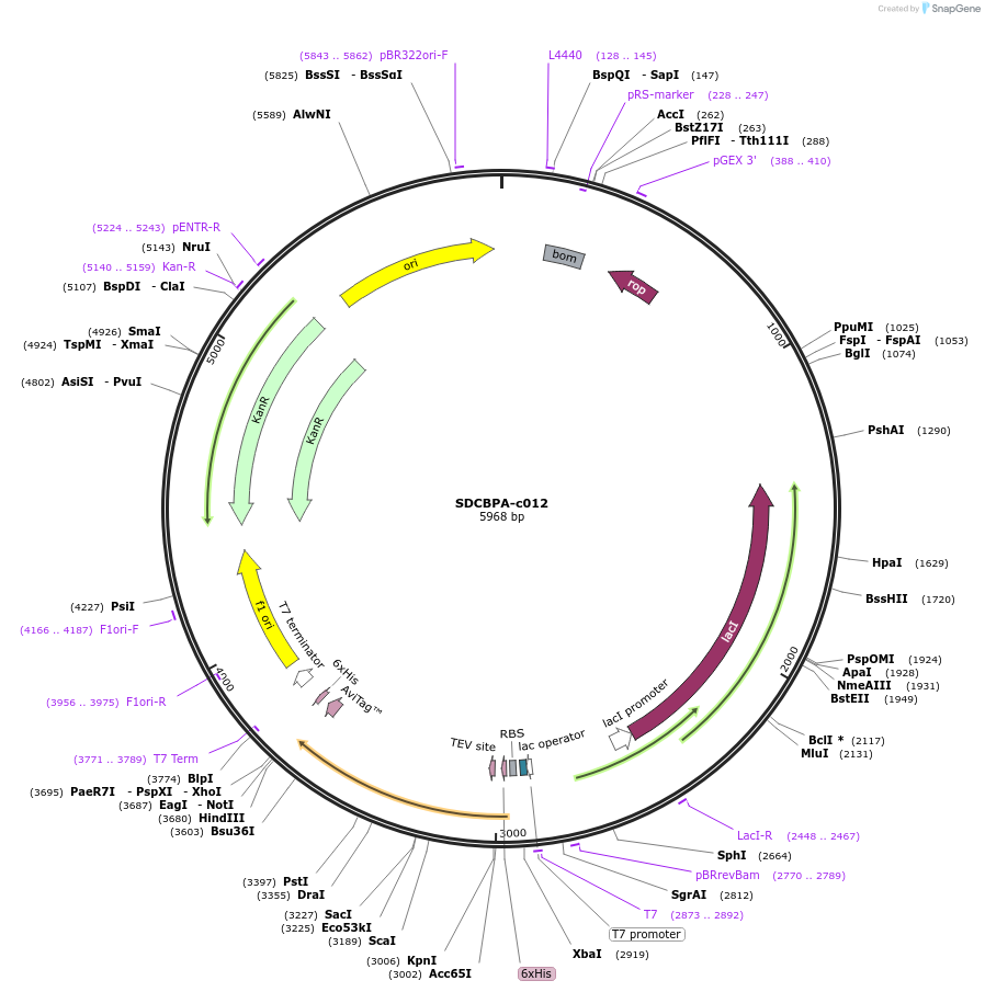 205120-plasmid-map-sequence-id-411022