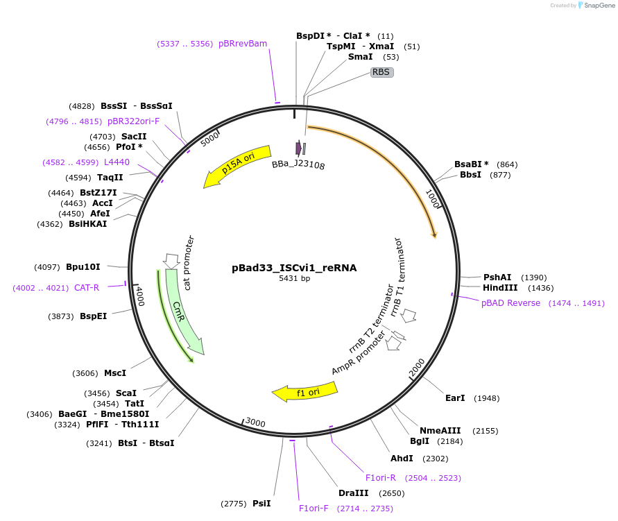 205336-plasmid-map-sequence-id-411023