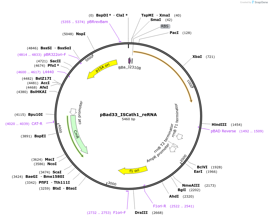 205329-plasmid-map-sequence-id-411032