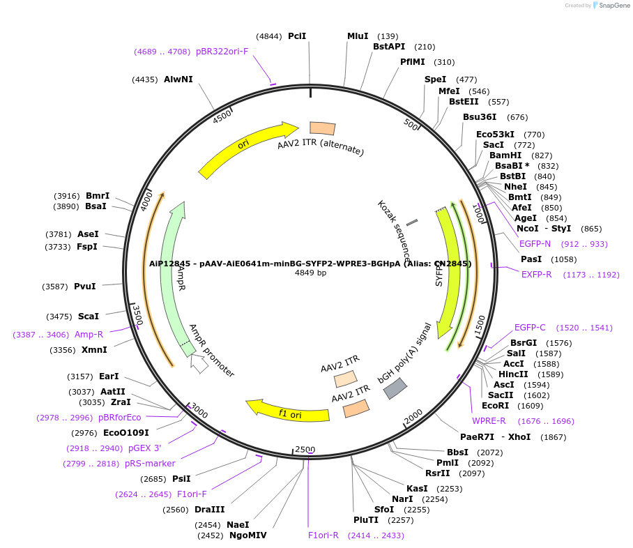 208158-plasmid-map-sequence-id-411033