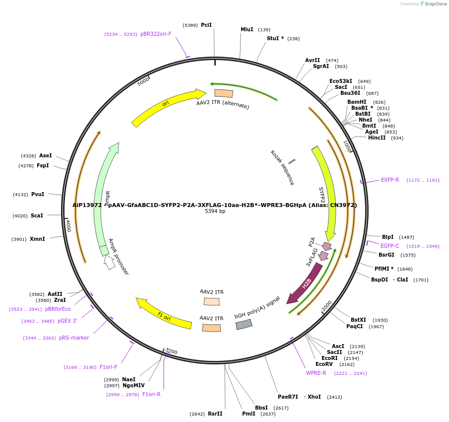 208159-plasmid-map-sequence-id-411036