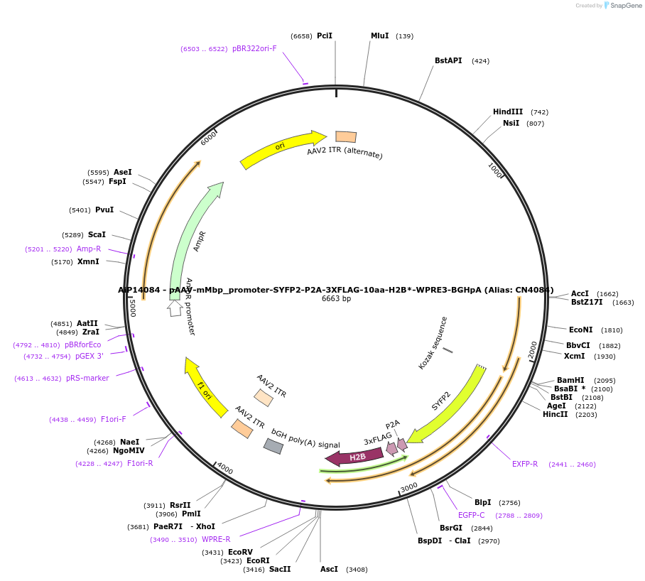 208160-plasmid-map-sequence-id-411042
