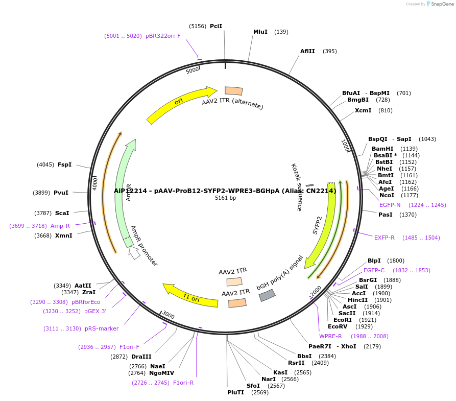 208161-plasmid-map-sequence-id-411044