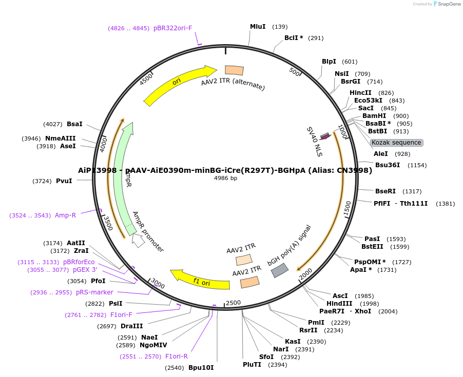 208162-plasmid-map-sequence-id-411048