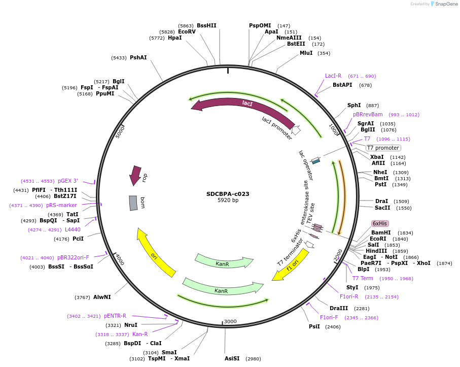205121-plasmid-map-sequence-id-411056