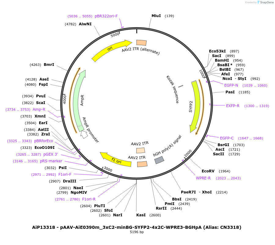 208167-plasmid-map-sequence-id-411065