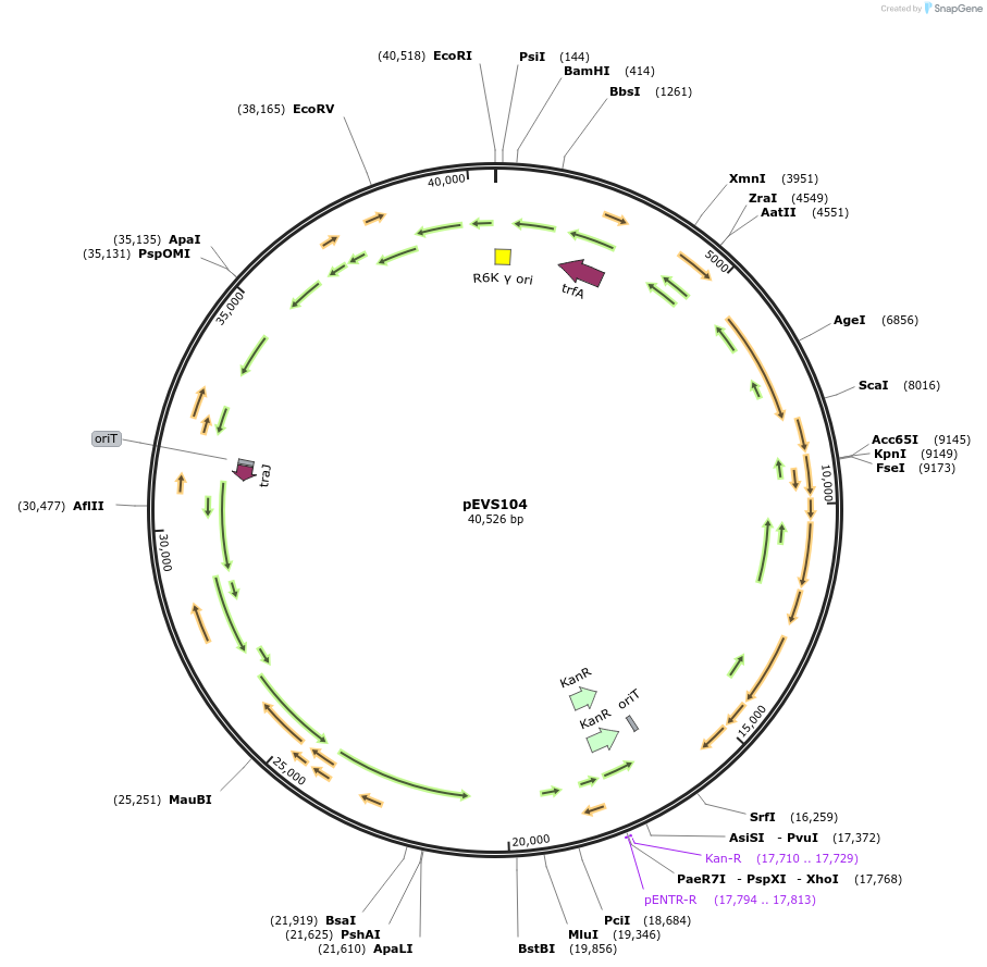 207393-plasmid-map-sequence-id-411097