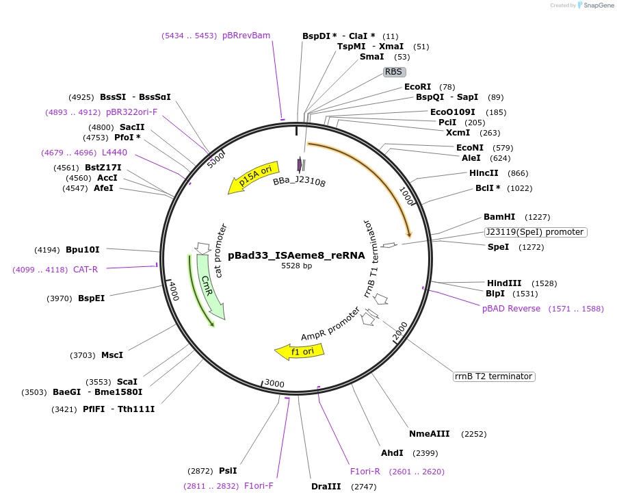 205324-plasmid-map-sequence-id-411098