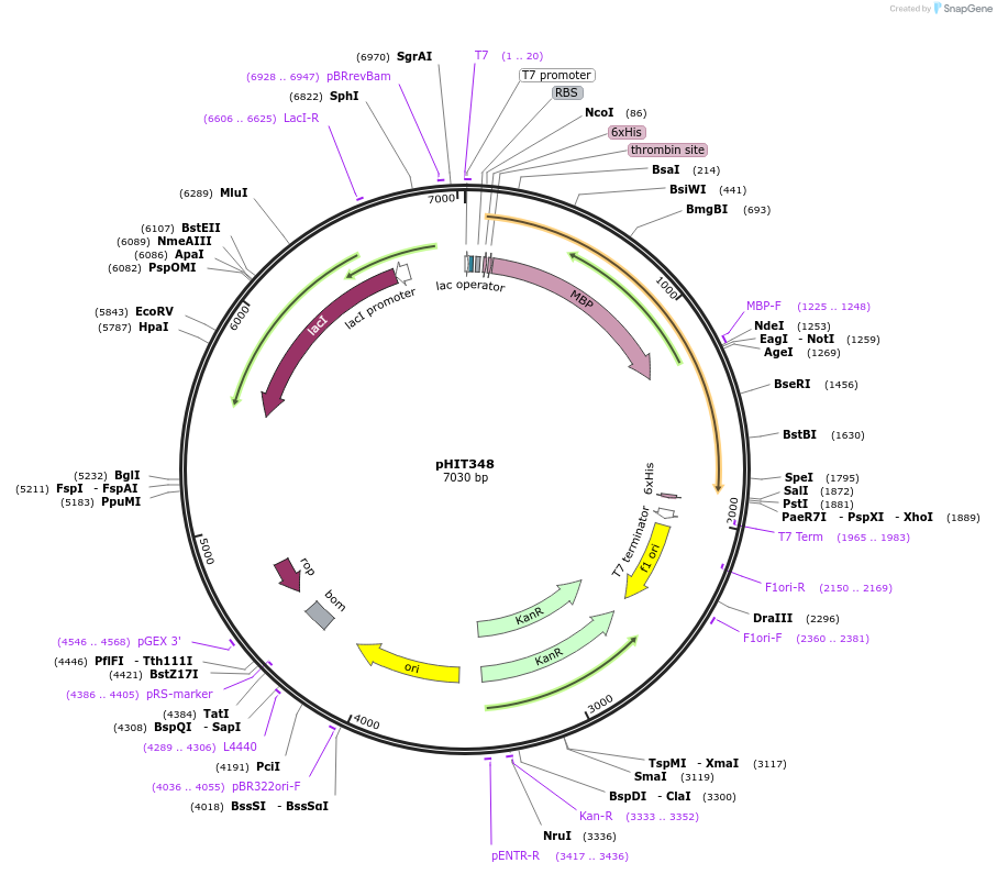 204515-plasmid-map-sequence-id-411110