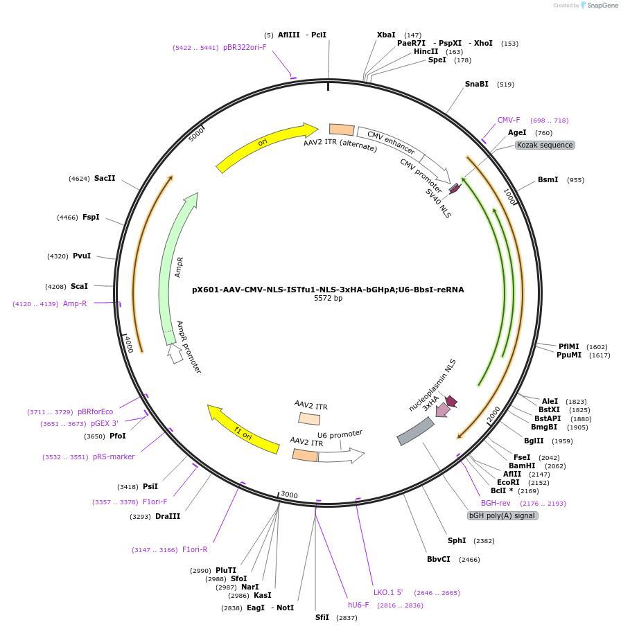 205319-plasmid-map-sequence-id-411113