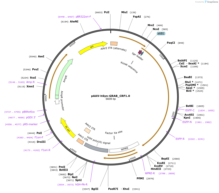208658-plasmid-map-sequence-id-411118