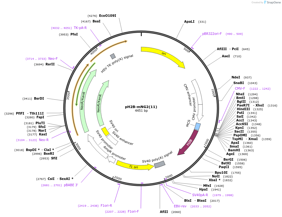 206043-plasmid-map-sequence-id-411120