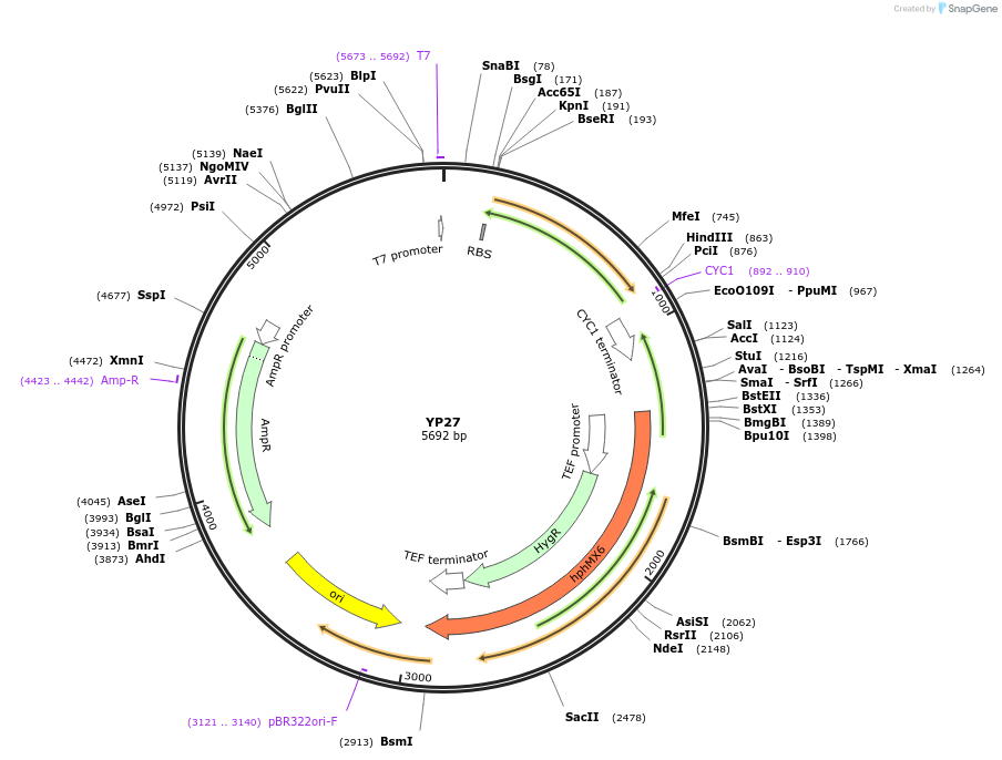 199968-plasmid-map-sequence-id-411141