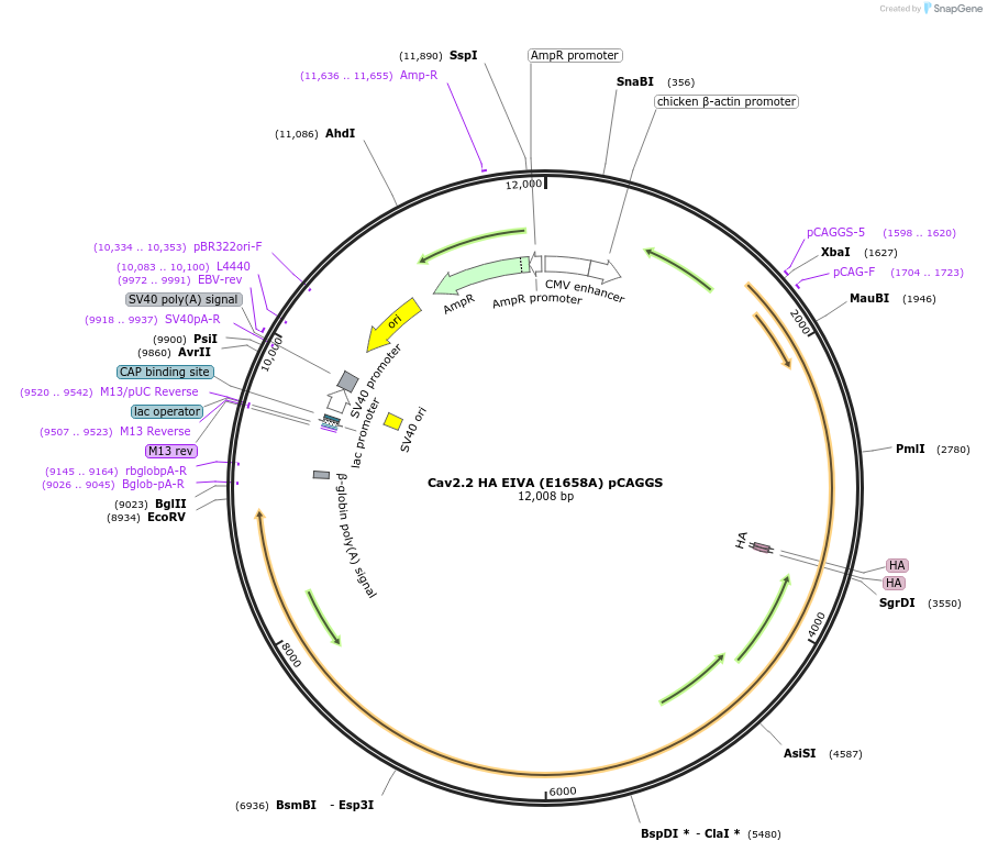206082-plasmid-map-sequence-id-411174