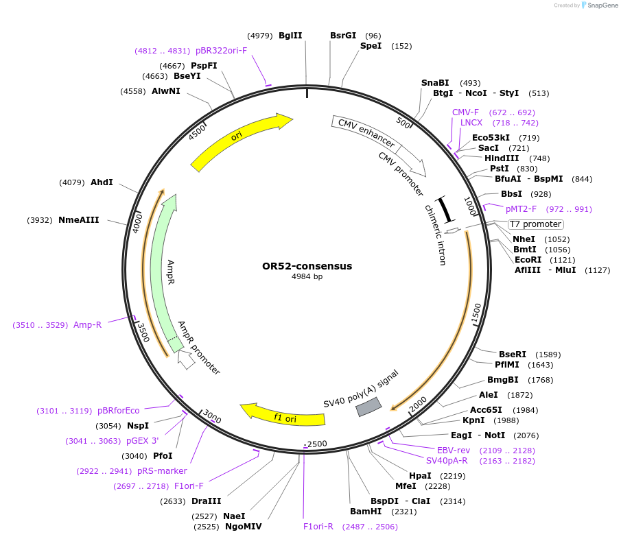 208080-plasmid-map-sequence-id-411179