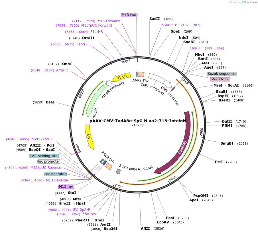 206968-plasmid-map-sequence-id-411180