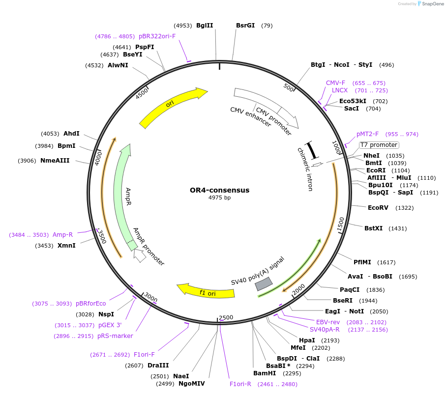 208061-plasmid-map-sequence-id-411181