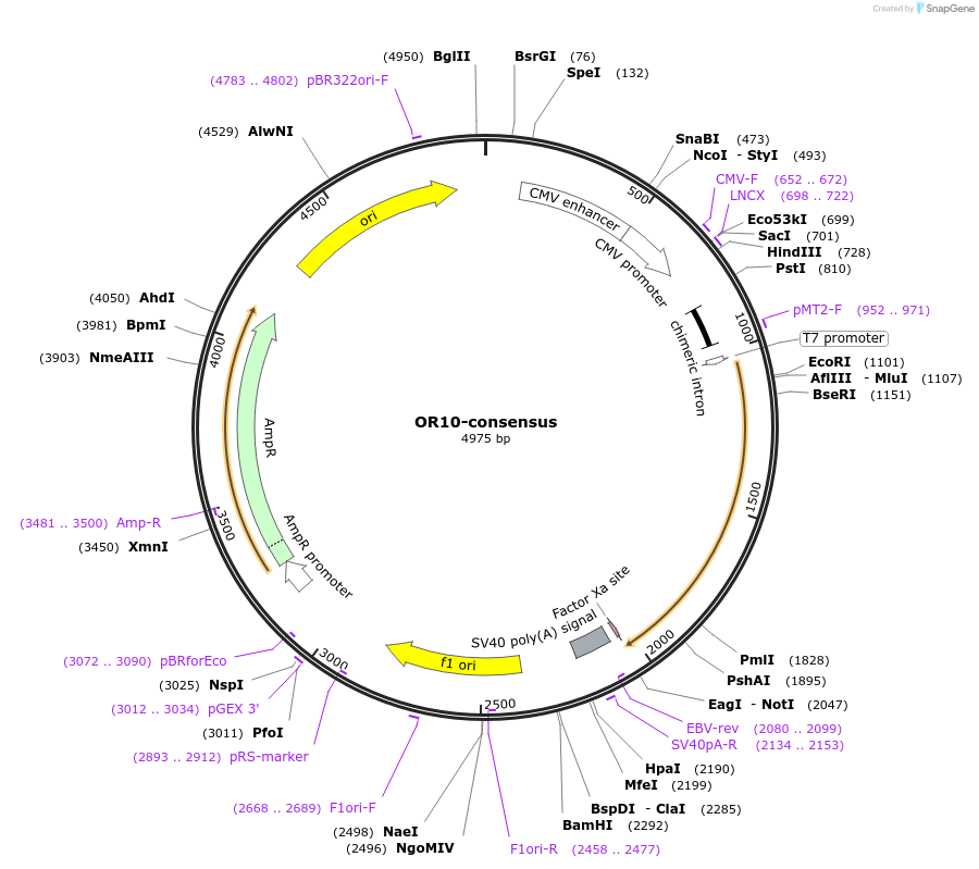 208058-plasmid-map-sequence-id-411183