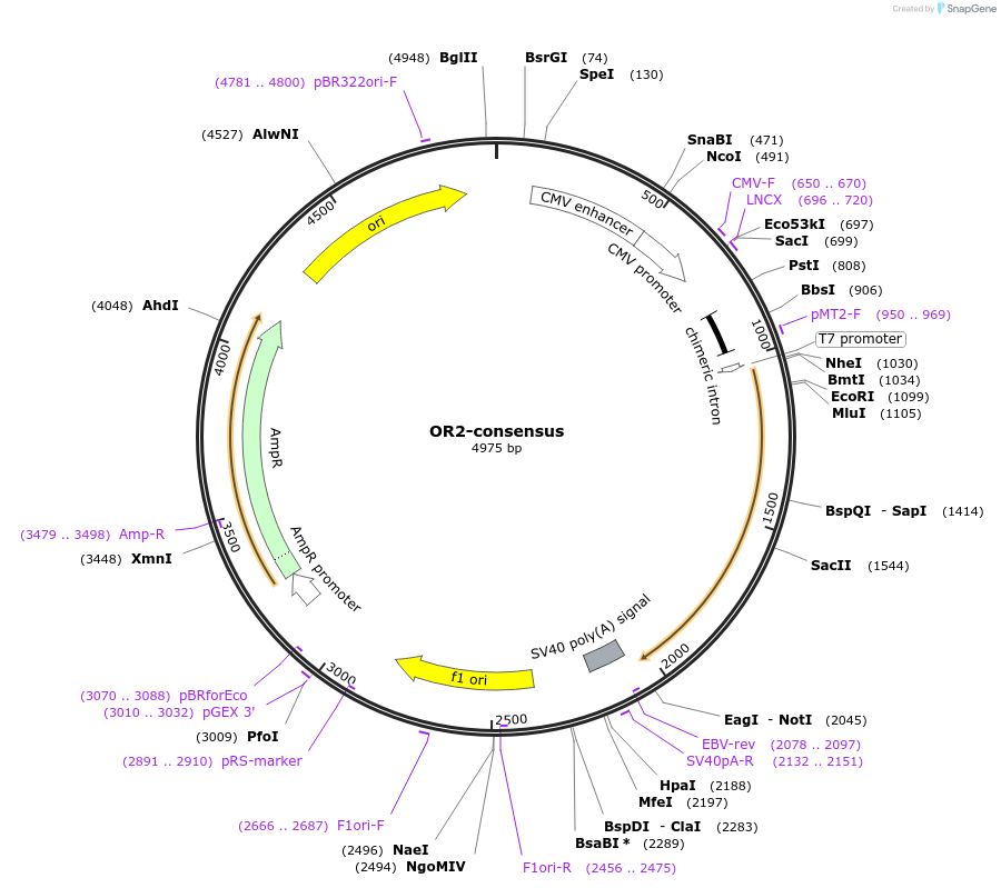 208060-plasmid-map-sequence-id-411184