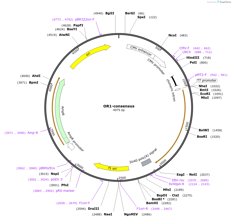 208059-plasmid-map-sequence-id-411185
