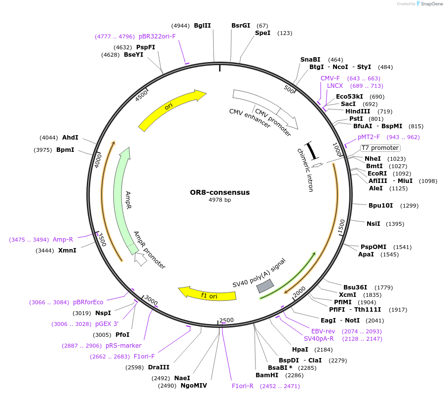 208064-plasmid-map-sequence-id-411187