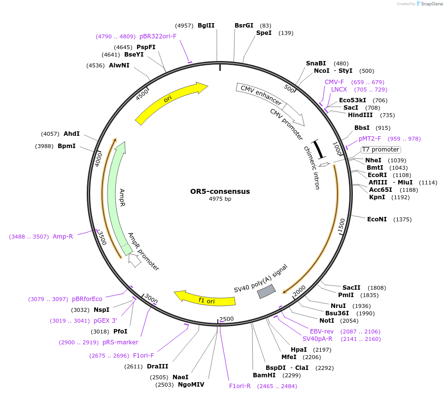 208062-plasmid-map-sequence-id-411193