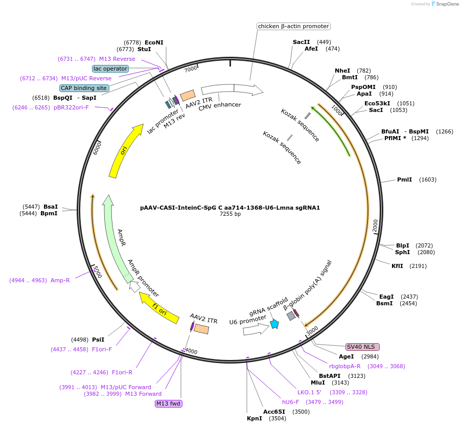 208110-plasmid-map-sequence-id-411194