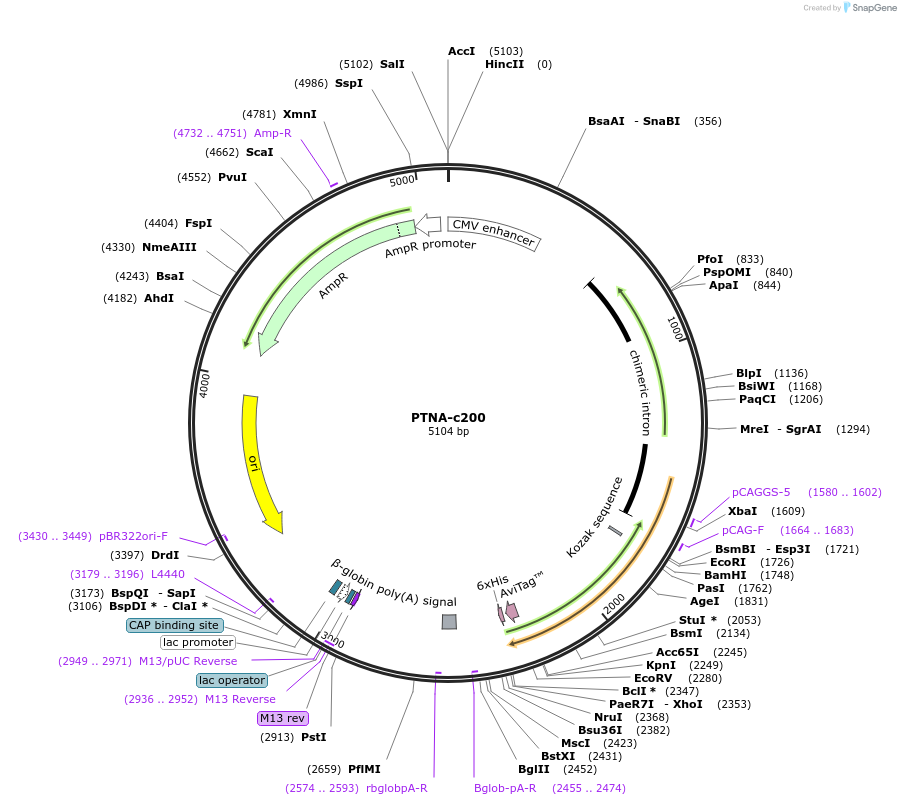 205114-plasmid-map-sequence-id-411200
