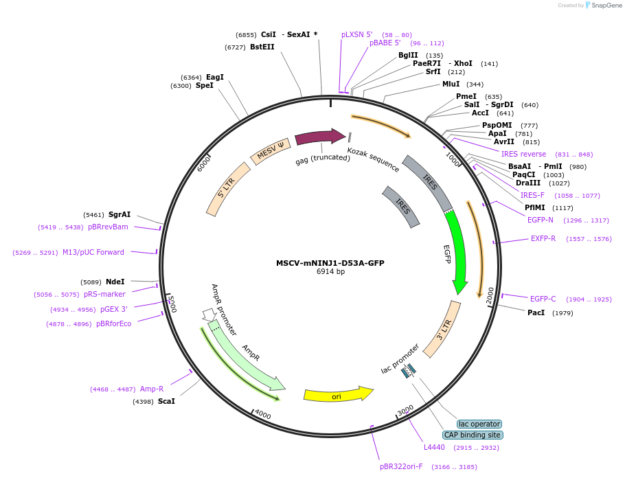 208778-plasmid-map-sequence-id-411202