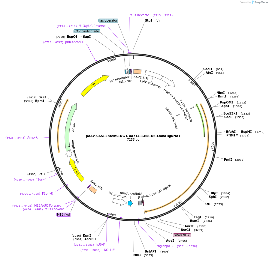 206974-plasmid-map-sequence-id-411203