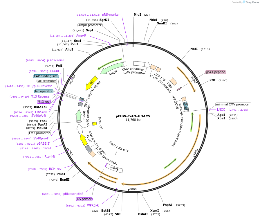 207211-plasmid-map-sequence-id-411210