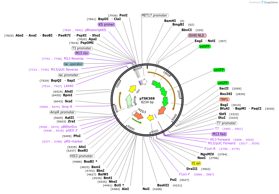 34551-plasmid-map-sequence-id-41123