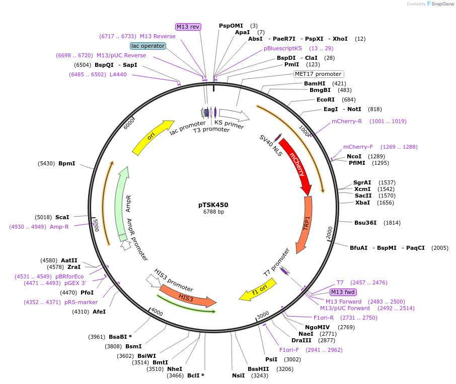 34552-plasmid-map-sequence-id-41124