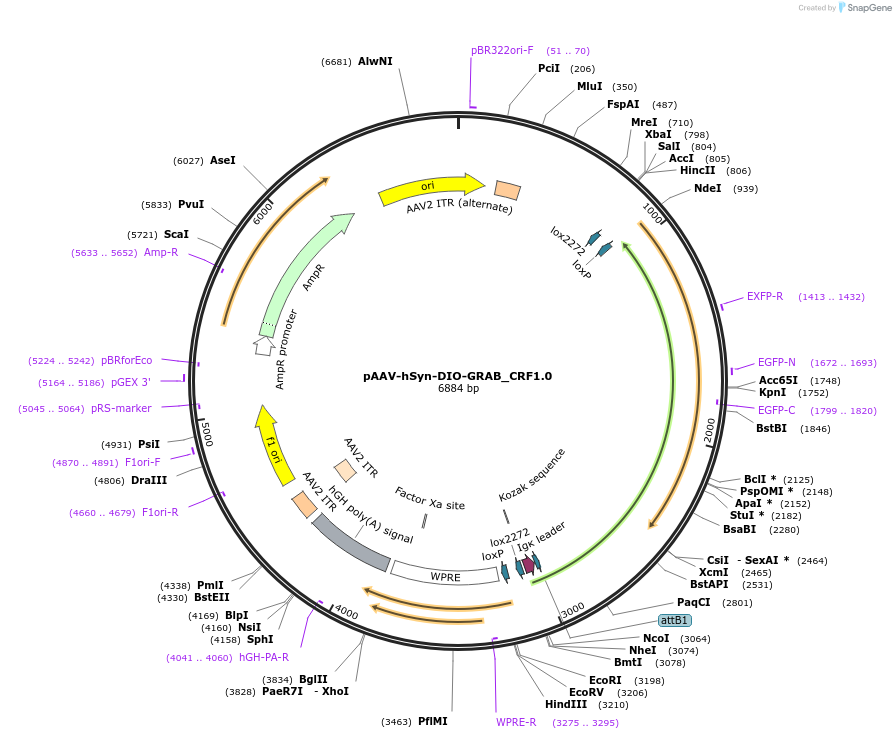 208661-plasmid-map-sequence-id-412144