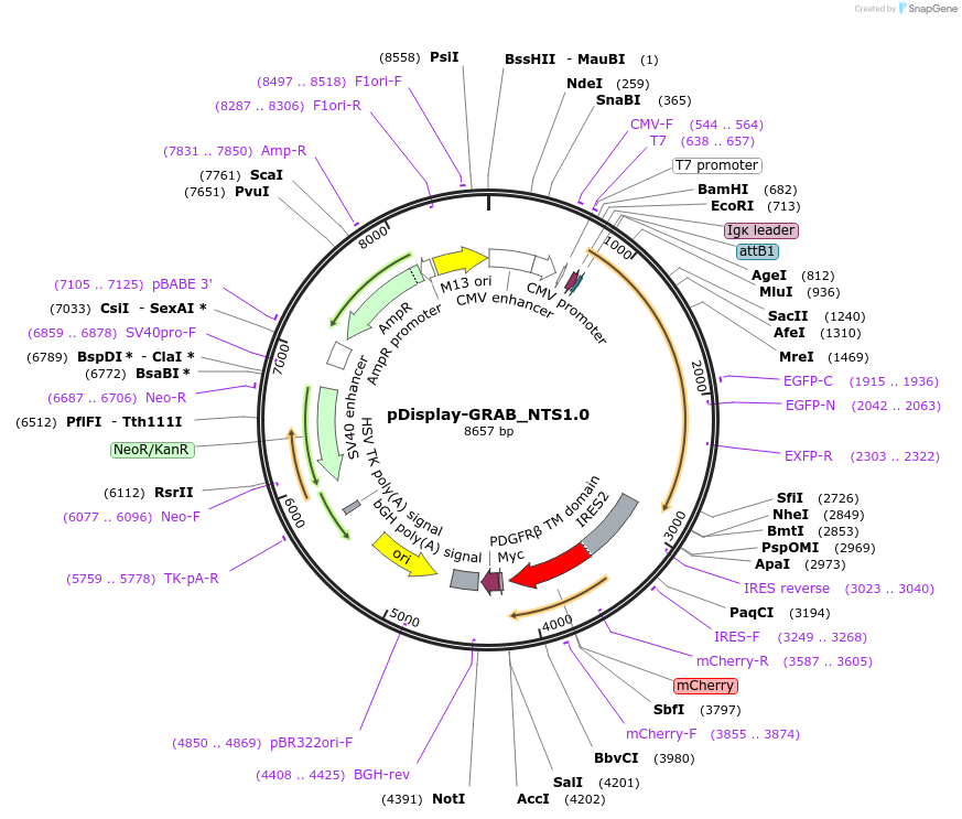 208670-plasmid-map-sequence-id-412150