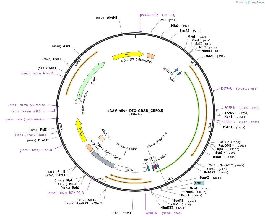 208660-plasmid-map-sequence-id-412159