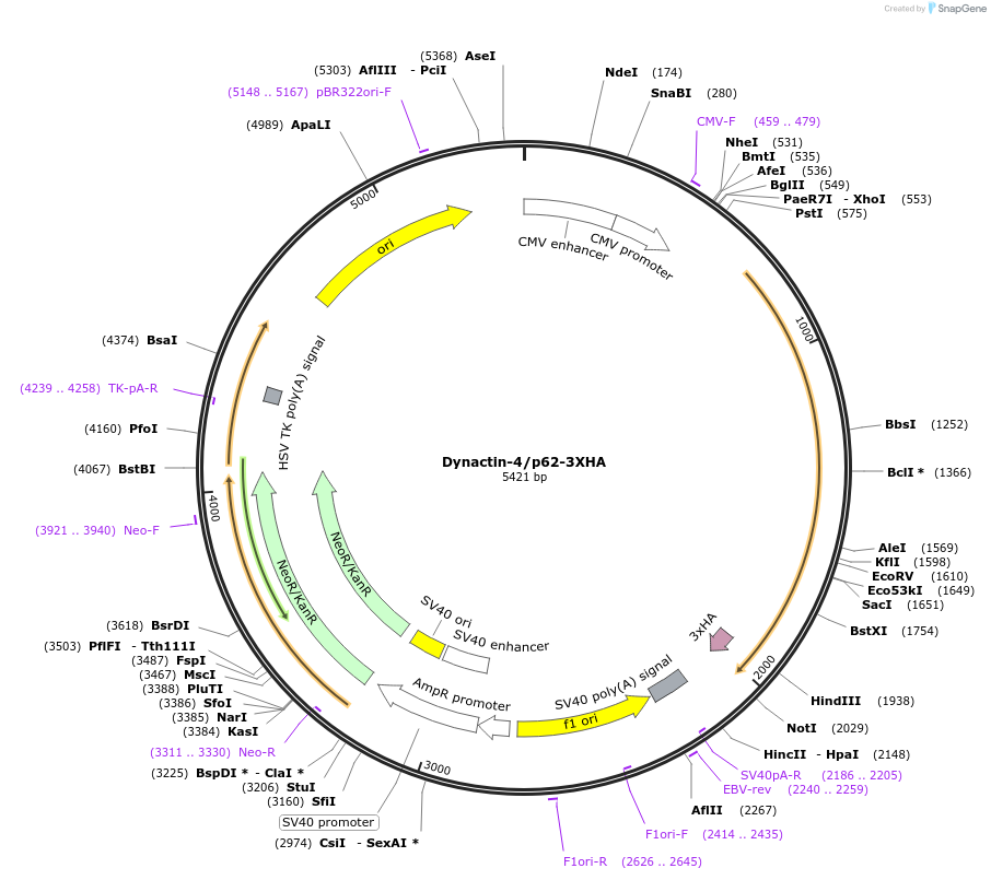 31058-plasmid-map-sequence-id-412167