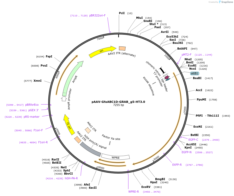 208727-plasmid-map-sequence-id-412169