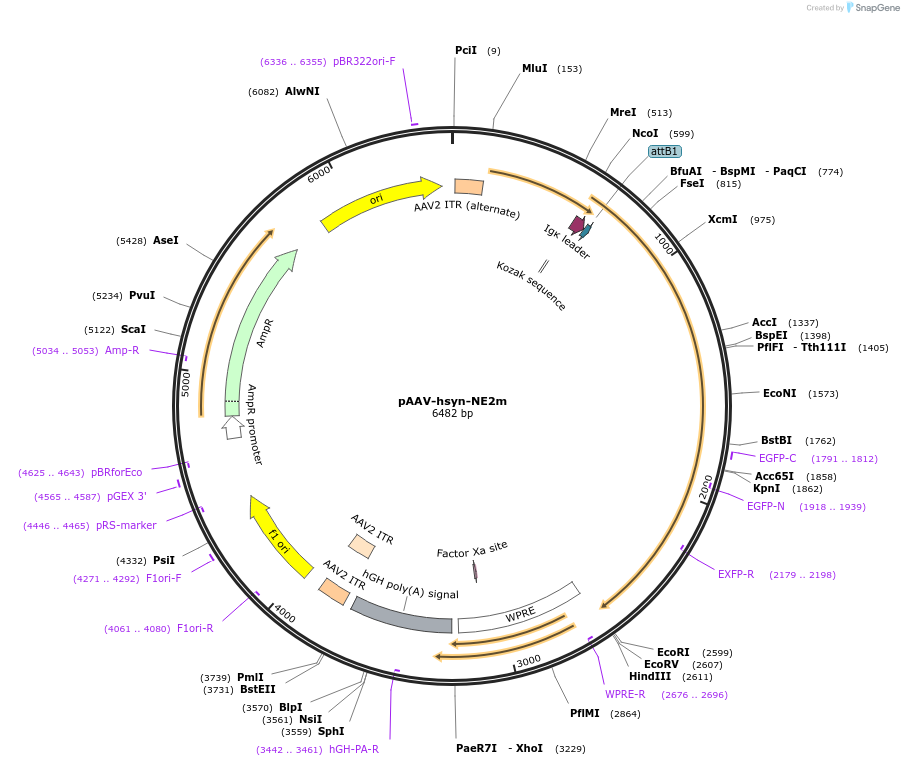 208686-plasmid-map-sequence-id-412172