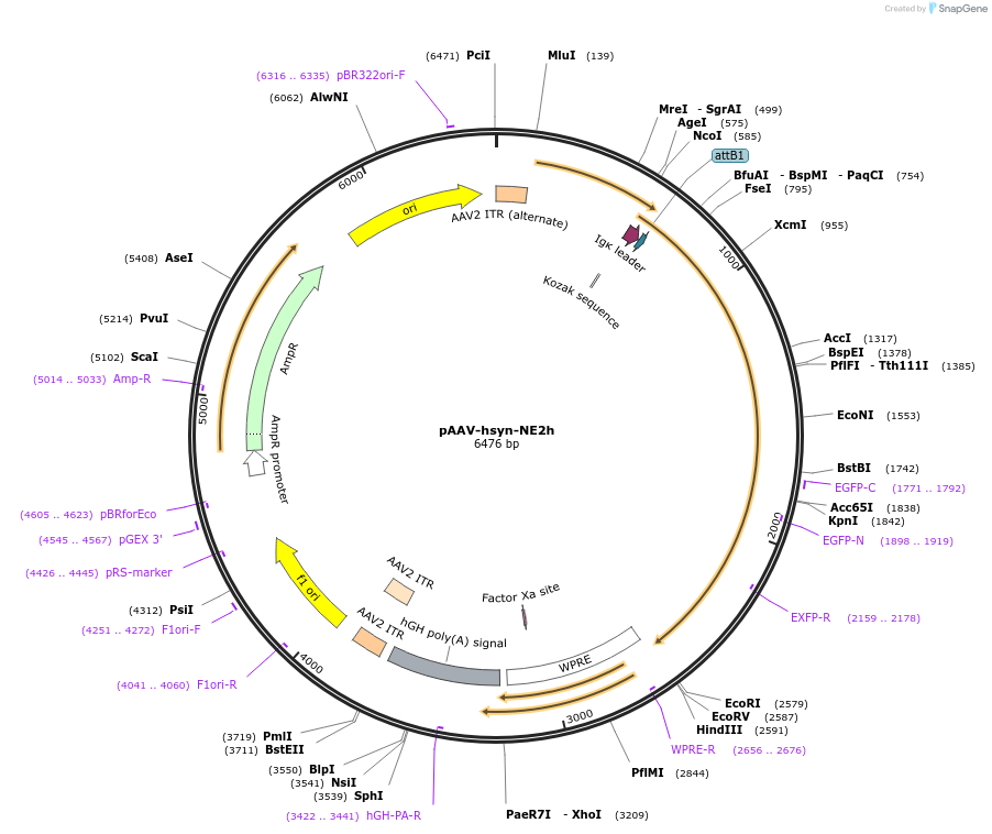 208687-plasmid-map-sequence-id-412174