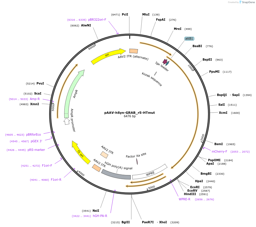 208720-plasmid-map-sequence-id-412189